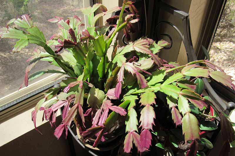 A close up horizontal image of a Christmas cactus growing in a pot in the corner of a bright room, with stems turning purple.