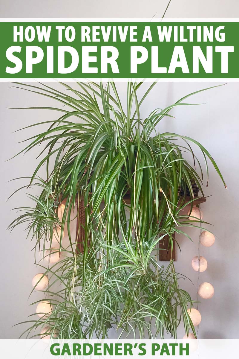Spider Plant Leaves Turning Brown: Quick Solutions for a Healthy Plant