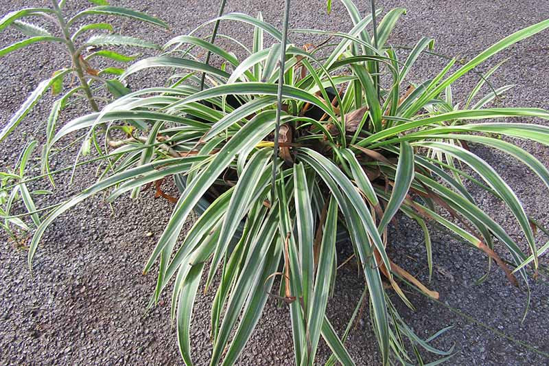 A close up horizontal image of a spider plant that has turned brown and is starting to wilt set on a concrete surface.