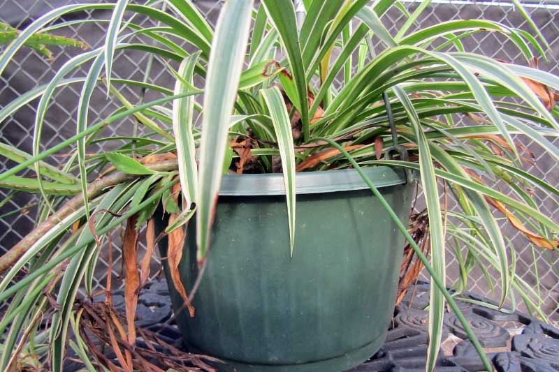 A close up horizontal image of a spider plant turning brown and wilting due to lack of water.