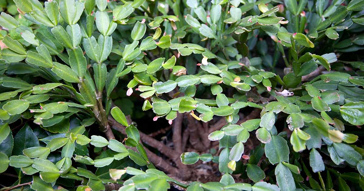 Why Your Christmas Cactus Has Woody Stems