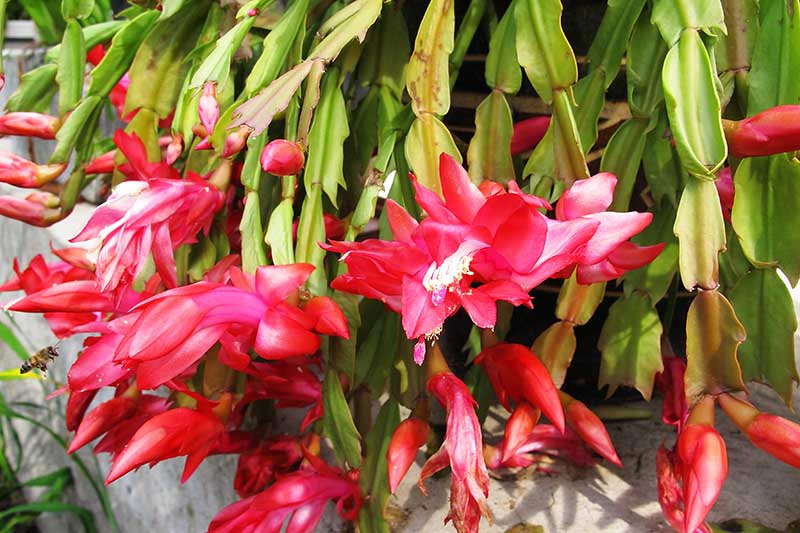 A close up horizontal image of a Schlumbergera with bright red flowers pictured in a concrete container in light sunshine.