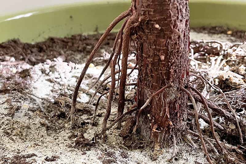 A close up horizontal image of a fiddle-leaf fig tree growing in a pot with aerial roots growing from the stem of the plant downwards into the soil.