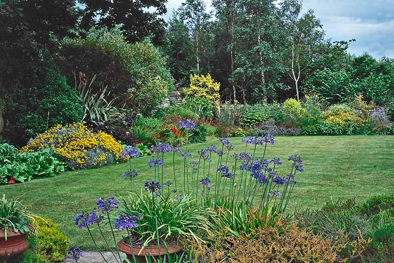 A horizontal image of a garden scene of colorful borders surrounding a lawn, with agapanthus growing in pots in the foreground.