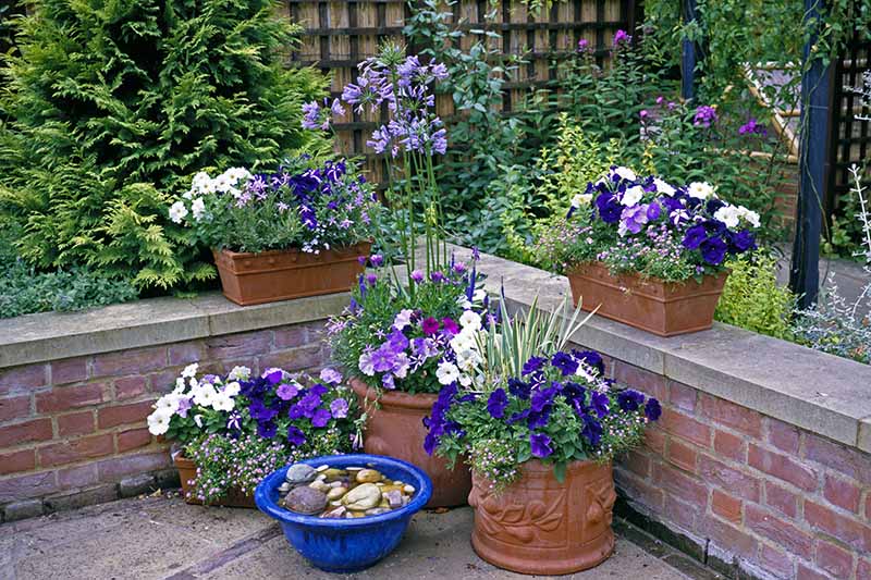 A close up horizontal image of a small container garden on a patio with a variety of different annual and perennial flowers, with shrubs in the background.