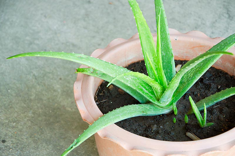 A close up horizontal image of an aloe vera plant growing in a terra cotta pot with pups visible in the soil to the right of the frame, pictured on a gray background.