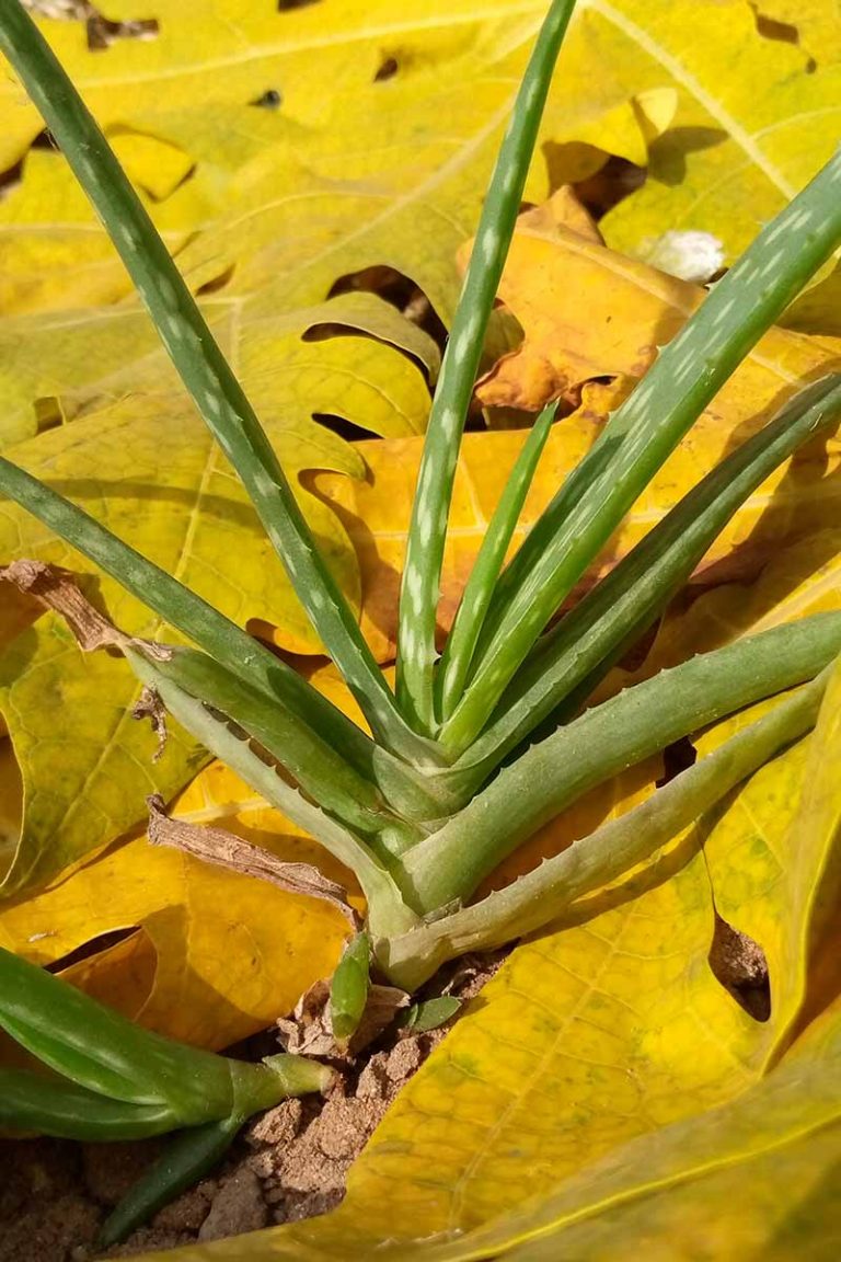 Tips For Growing Aloe Vera Outdoors Gardeners Path 0994