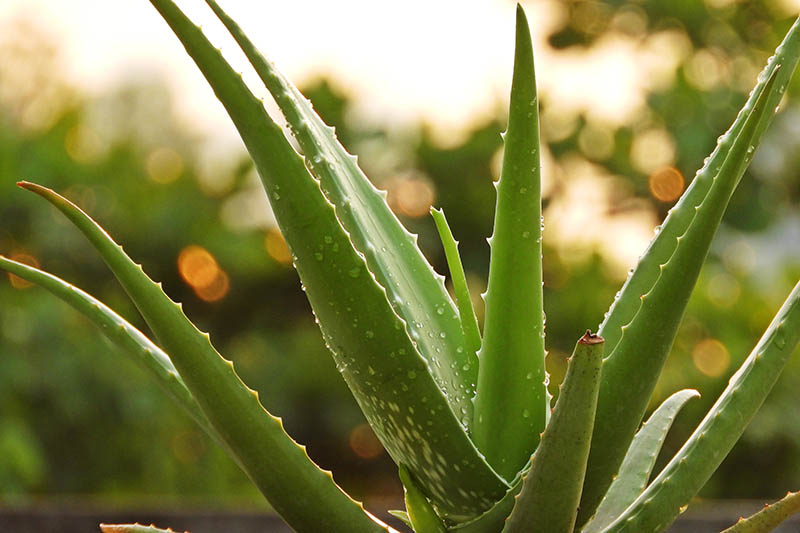 A close up horizontal image of an aloe vera plant growing in the garden covered with light droplets of water, pictured in light sunshine on a soft focus background.