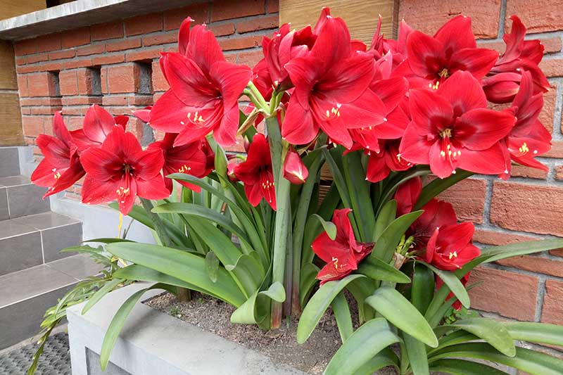 A close up horizontal image of an outdoor planter with a large clump of red flowers growing outside a brick residence.