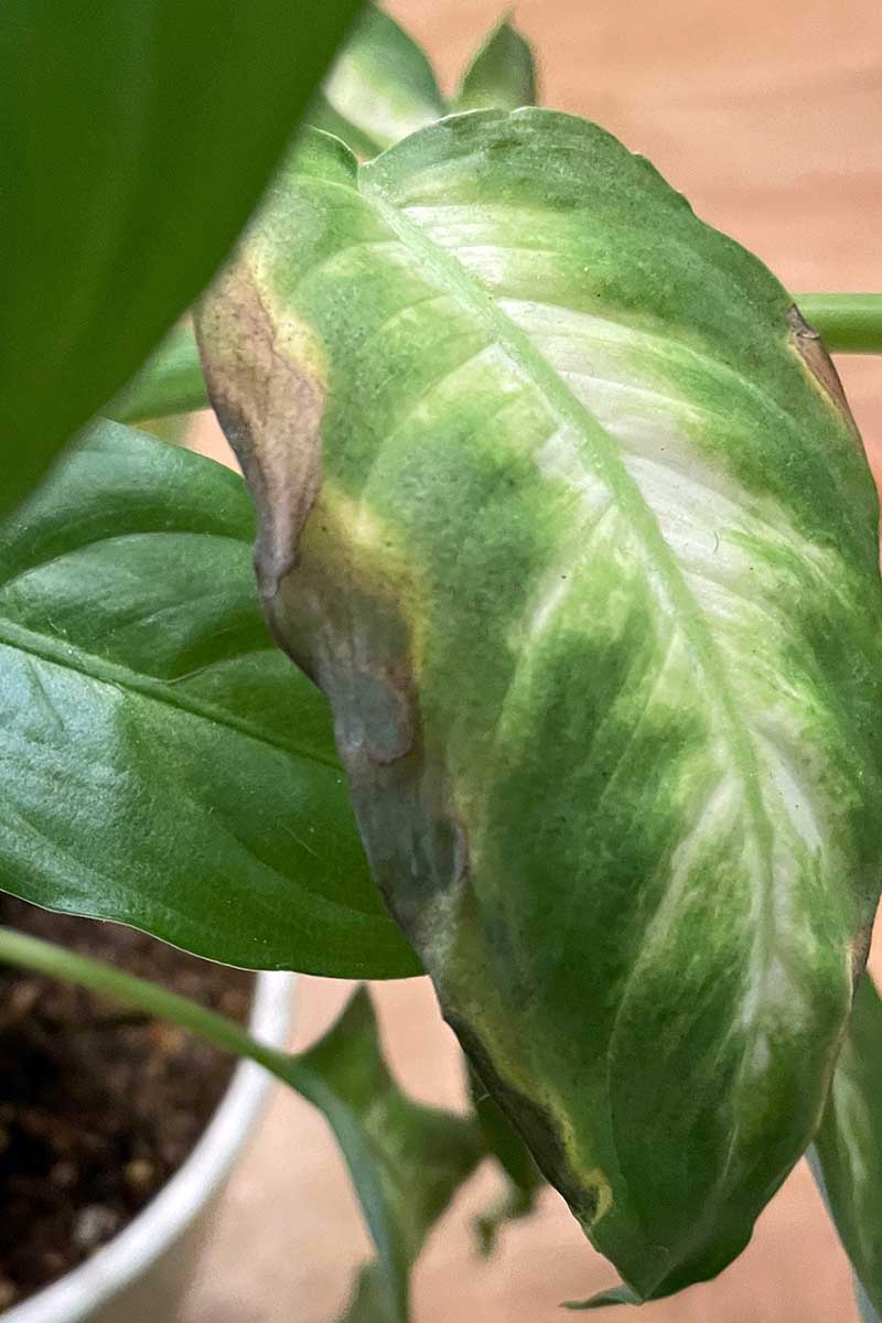 A close up vertical image of a houseplant suffering from the fungal infection anthracnose showing the dying leaf tissue.