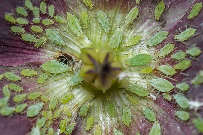 A close up horizontal image of a flower infested with tiny aphids.