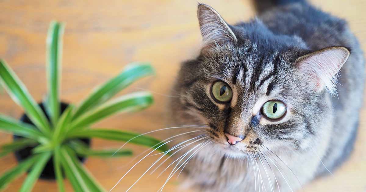 Are Spider Plants Toxic to Cats? | Gardener's Path