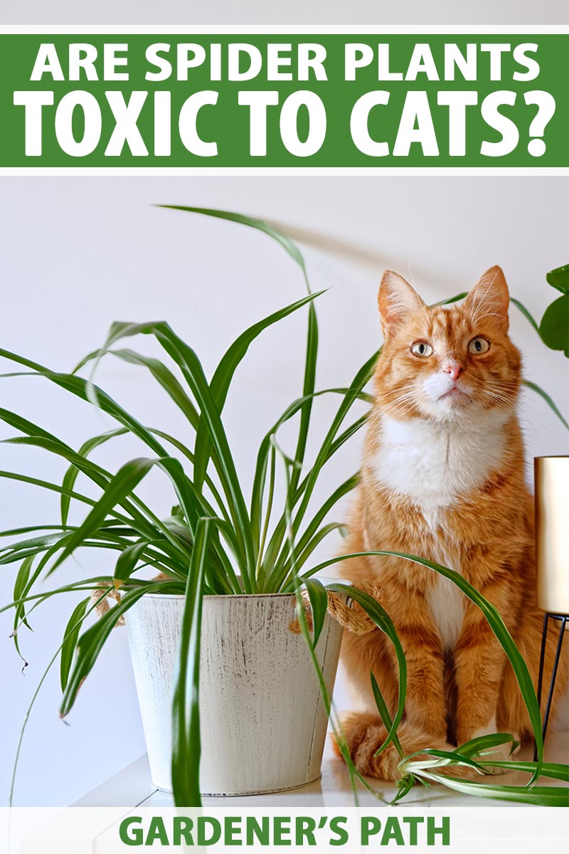 A close up vertical image of a large ginger tom sitting next to a houseplant looking suspiciously innocent. To the top and bottom of the frame is green and white printed text.