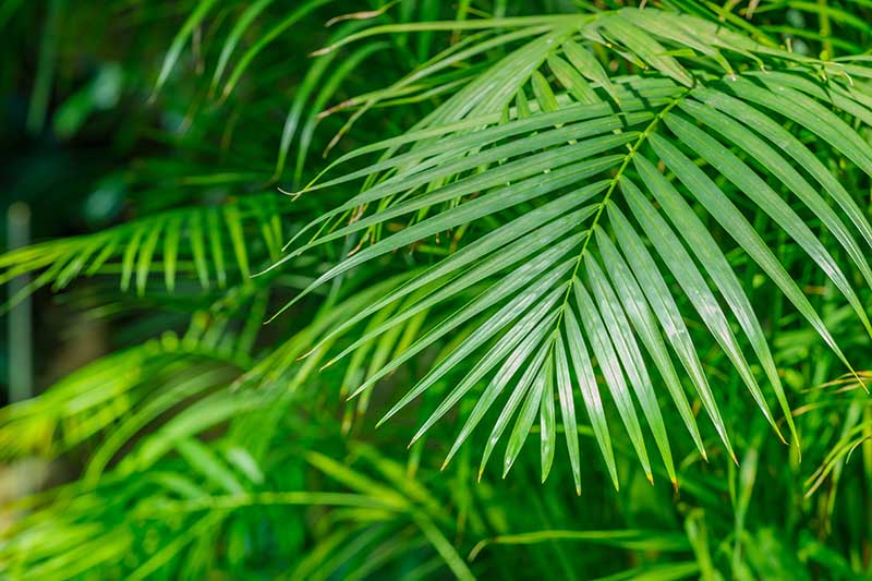 A close up horizontal image of the elegant fronds of Dypsis​ ​lutescens​, a tropical houseplant, pictured on a soft focus background.