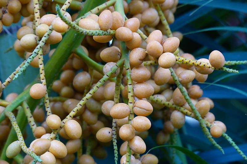 A close up horizontal image of the fruits of Dypsis​ ​lutescens​ pictured on a soft focus background.