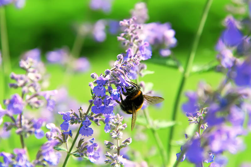 A close up horizontal image of a bee feeding on purple flowers in the spring garden pictured in bright sunshine on a soft focus background.