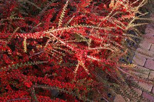 A close up horizontal image of red cotoneaster growing next to a path as ground cover.