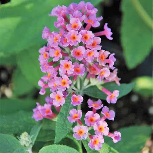 A close up square image of small pink and orange bicolored flowers with foliage in soft focus in the background.