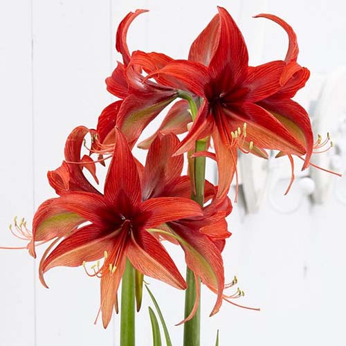 A close up square image of the dramatic blooms of Hippeastrum 'Bogota' pictured on a white background.