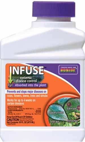 A close up square image of the packaging of Bonide Infuse systemic disease control, pictured on a white background.