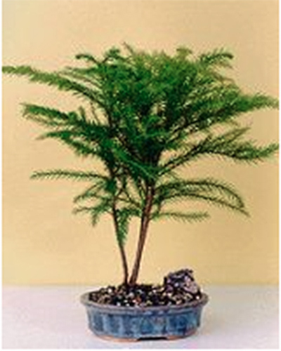 A close up vertical image of a small Norfolk Island pine in a bonsai container pictured on a light yellow background.