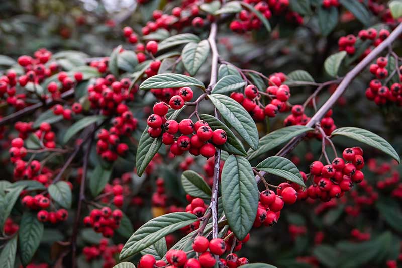 A close up horizontal image of hollyberry cotoneaster growing in the garden with textured foliage and large clusters of red fruits.