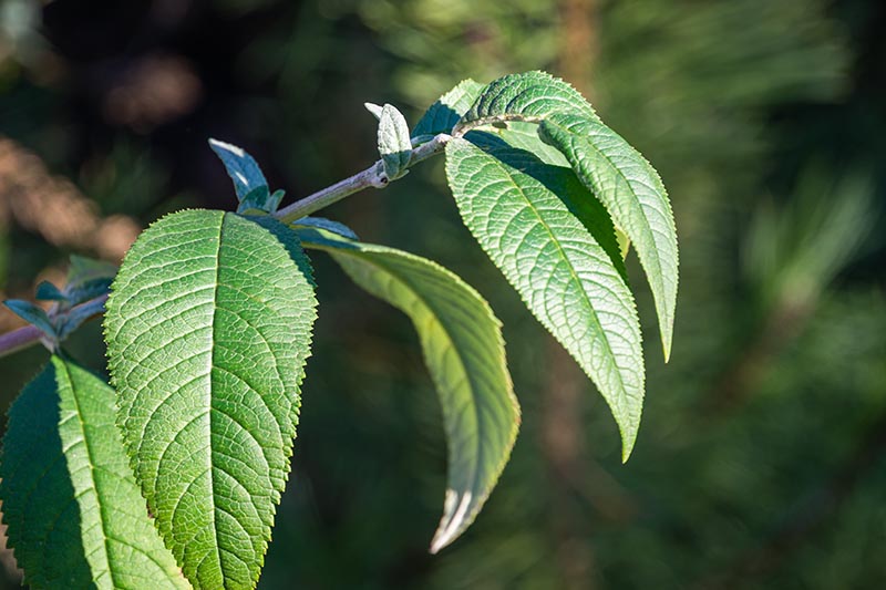 A close up horizontal image of foliage in light filtered sunshine pictured on a soft focus background.