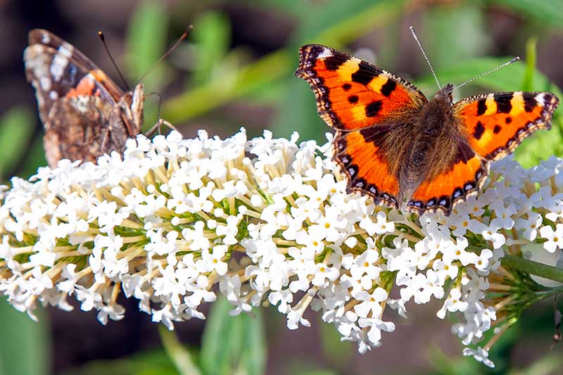 A close up horizontal image of two butterflies feeding on a white flower panicle, pictured in bright sunshine on a soft focus background.