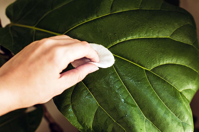 A close up horizontal image of a hand from the left of the frame cleaning the leaves of a large houseplant.