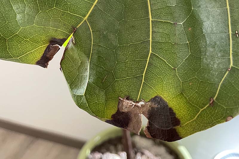 A close up horizontal image of a Ficus lyrata leaf showing brown edges, a sign of distress.