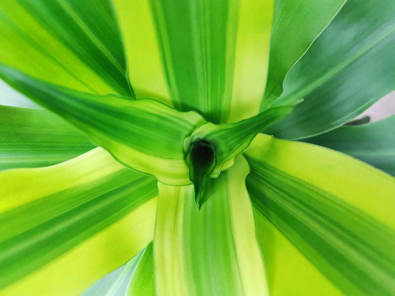 A close up horizontal image of the foliage of a houseplant in light green and yellow.