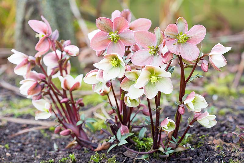A close up horizontal image of a clump of early-spring flowering hellebores in pink and cream pictured on a soft focus background.