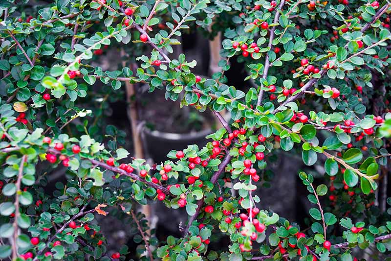 A close up horizontal image of wallspray cotoneaster growing up a wall in the garden.