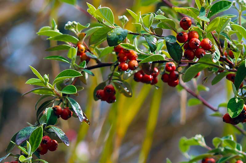 A close up horizontal image of C. franchetii growing in the garden with bright red berries and green leaves, pictured on a soft focus background.