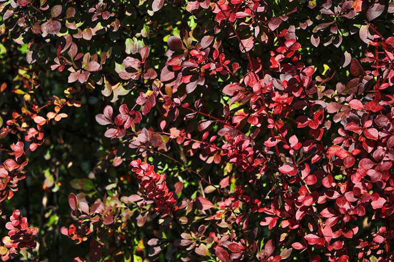 A close up horizontal image of the reddish-purple autumn foliage of C. conspicuus growing in the garden pictured in bright sunshine.
