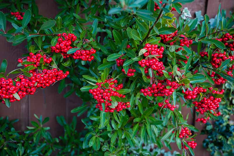 A close up horizontal image of C. dammeri shrub growing up a wooden fence, with bright green leaves and red berries.