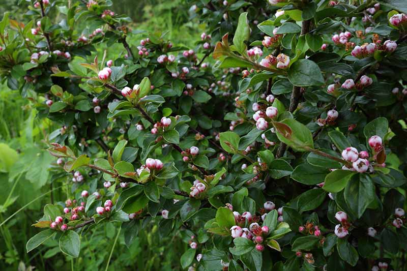 A close up horizontal image of spreading cotoneaster growing in the garden with small pinkish flower buds.