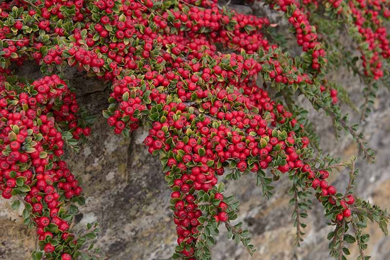 A close up horizontal image of rockspray cotoneaster growing over a stone wall, with tiny green leaves and large clusters of bright red berries.