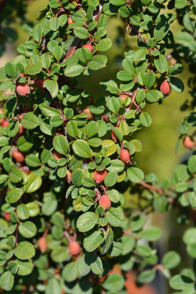 A close up vertical image of the green leaves and red berries of C. microphyllus growing in the garden pictured on a soft focus background.