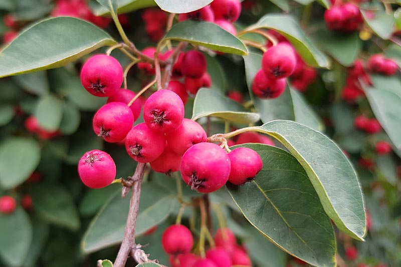 A close up horizontal image of the bright pinkish red fruits of C. multiflorus with foliage in soft focus in the background.