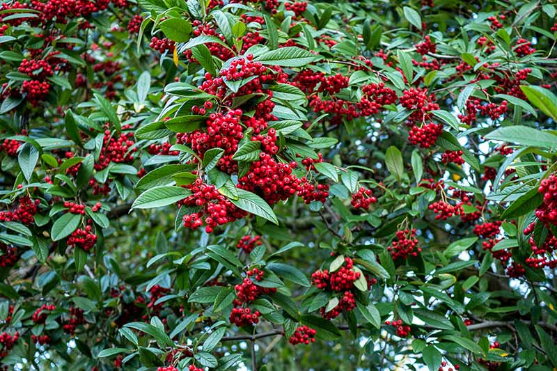 A close up horizontal image of a large shrub with bright red fruit growing in the garden, pictured on a soft focus background.