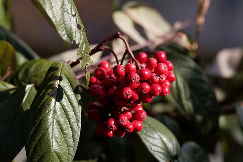 A close up horizontal image of Waterer's cotoneaster growing in the garden pictured in light sunshine on a soft focus background.