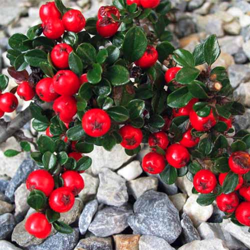 A close up square image of C. apiculatus aka cranberry cotoneaster growing in a rocky location in the garden.