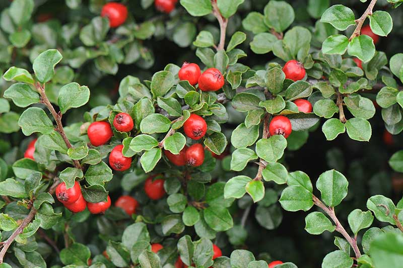 A close up horizontal image of C. apiculatus with small green leaves and bright red berries growing in the garden, pictured on a soft focus background.