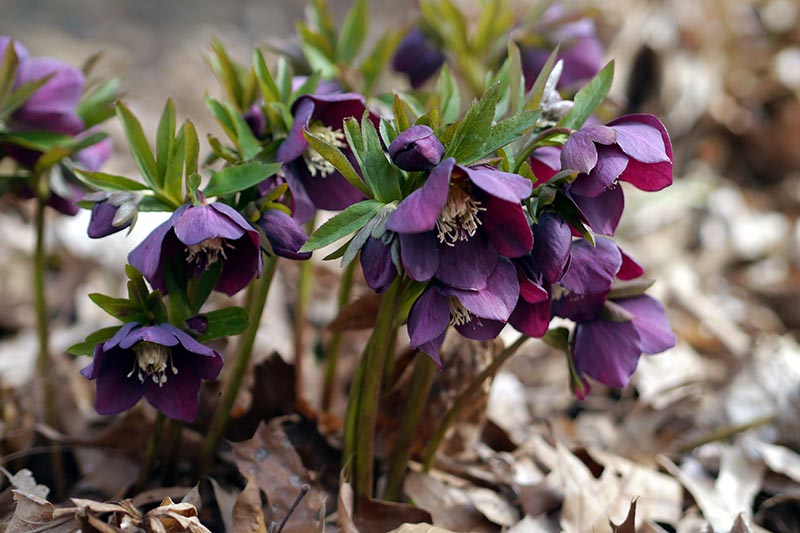 A close up horizontal image of dark purple hellebore flowers growing in the garden pictured on a soft focus background.