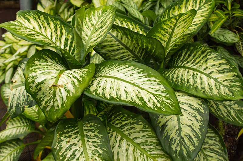 A close up horizontal image of Dieffenbachia maculata 'Exotica' with variegated foliage growing in pots indoors.