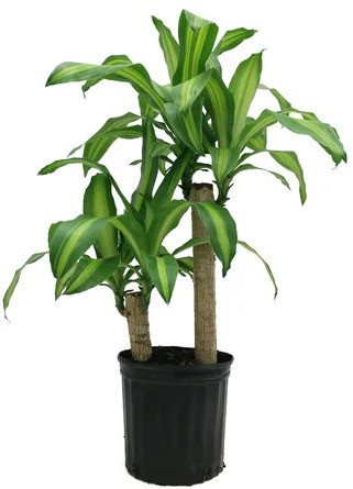Dracaena Corn or Mass Plant on a white, isolated background.