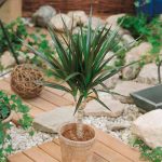How to Grow and Care for Dracaena | Gardener’s Path