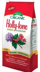 How to Plant and Grow Oak Leaf Holly | Gardener’s Path