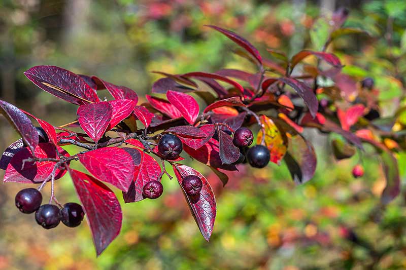 A close up horizontal image of the bright red, purple foliage and dark berries of C. lucidus growing in the garden pictured in bright sunshine on a soft focus background.